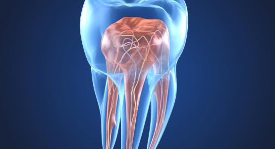 Endodonzia
