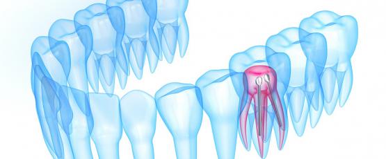 Polpa dentale