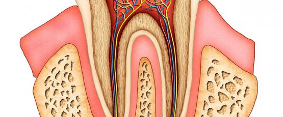 Radice dente