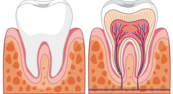 Polpa dentale